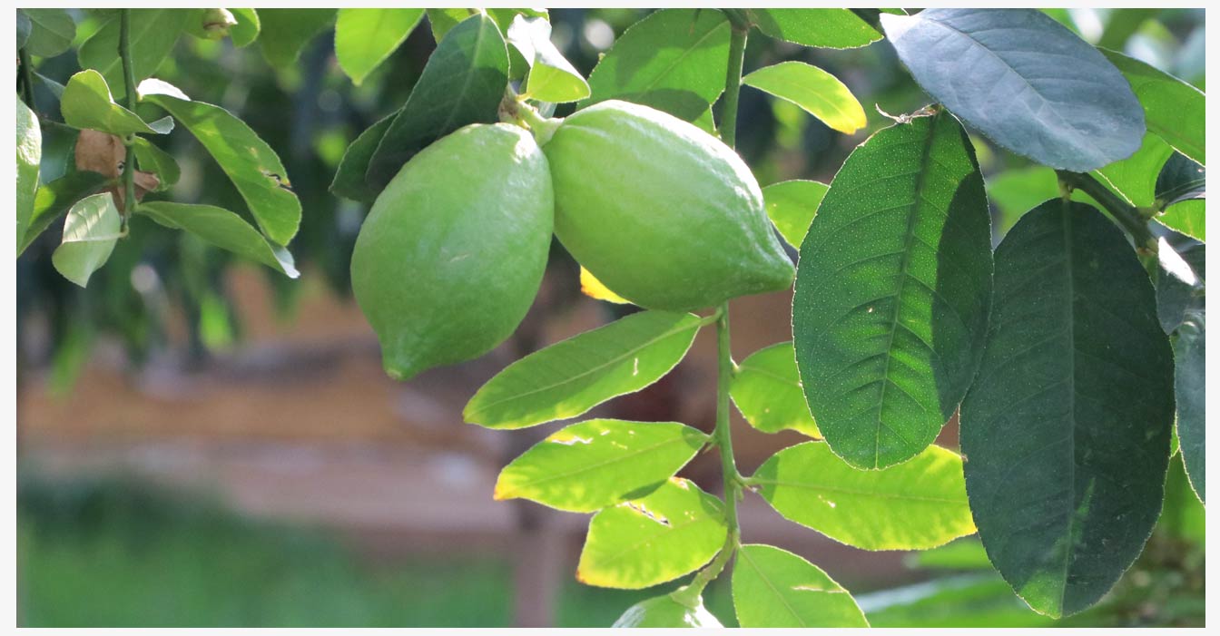 準(zhǔn)格爾旗現(xiàn)代智慧設(shè)施農(nóng)業(yè)產(chǎn)業(yè)園_22.jpg 準(zhǔn)格爾旗現(xiàn)代智慧設(shè)施農(nóng)業(yè)產(chǎn)業(yè)園_22.jpg